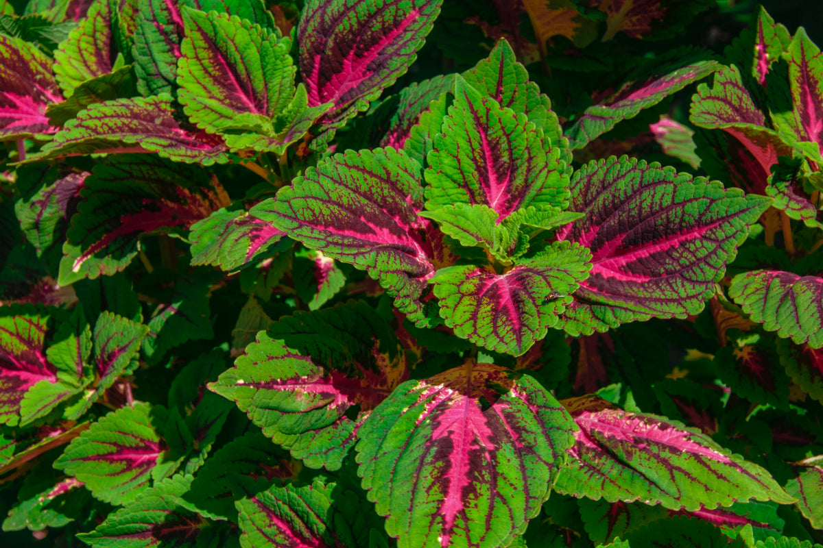 What is Forskolin? – San Nutrition